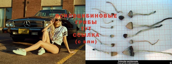 гашик Вяземский